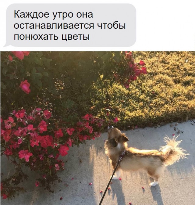 Картинки и мемы, выходные продолжаются