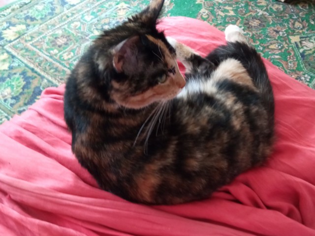 Котовторник. Немного сицилийских котов.