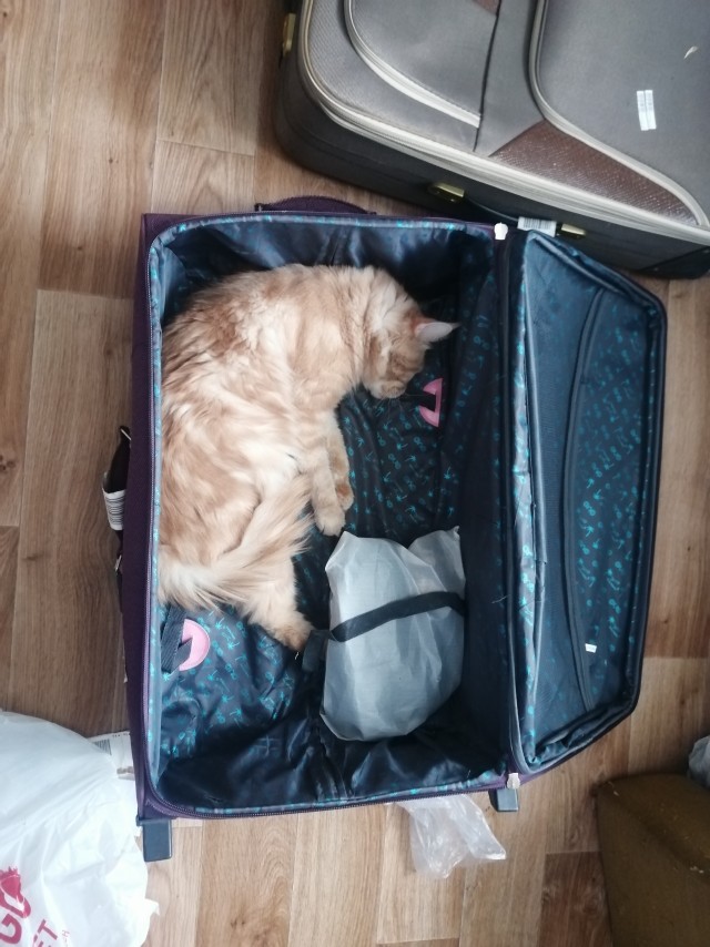 Котовторник 19.07.22