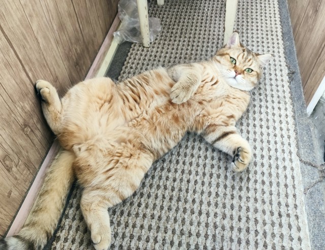 Отдали кота