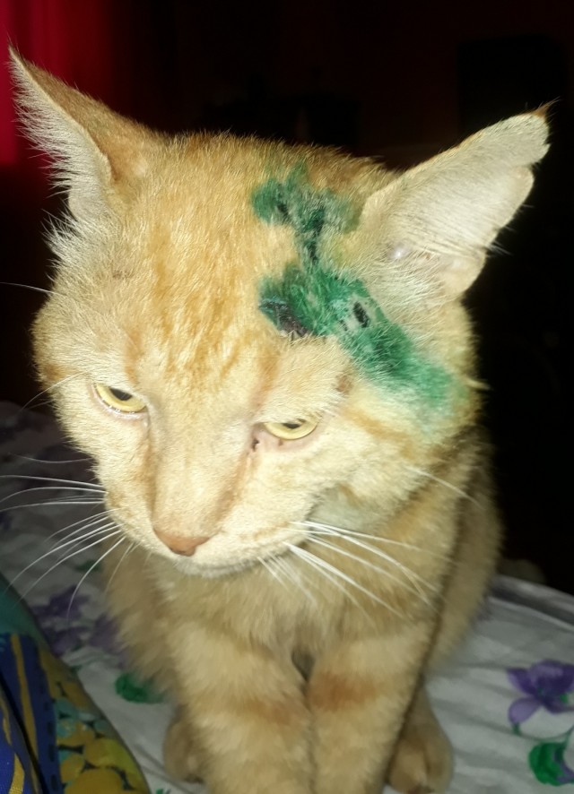 Немного милоты в котовторник