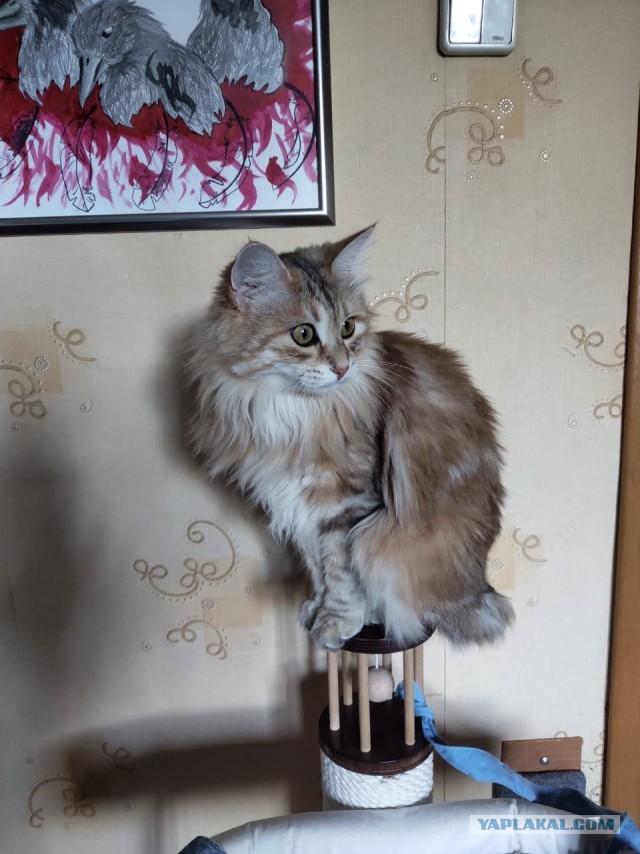 Зверье