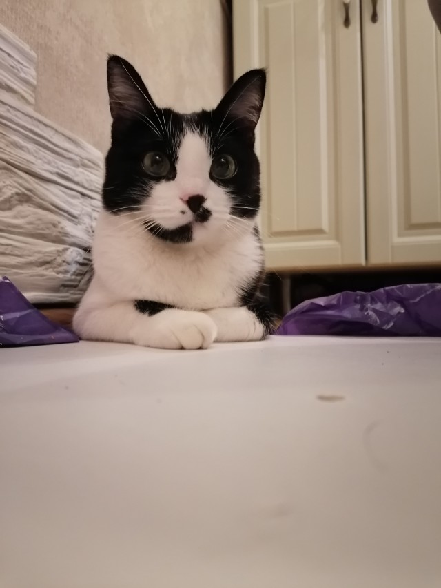 Мой котовторник