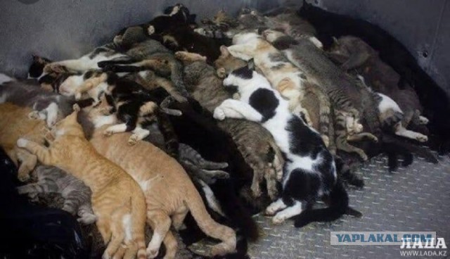 В Астрахани собаки съели женщину. Третий труп за этот год.
