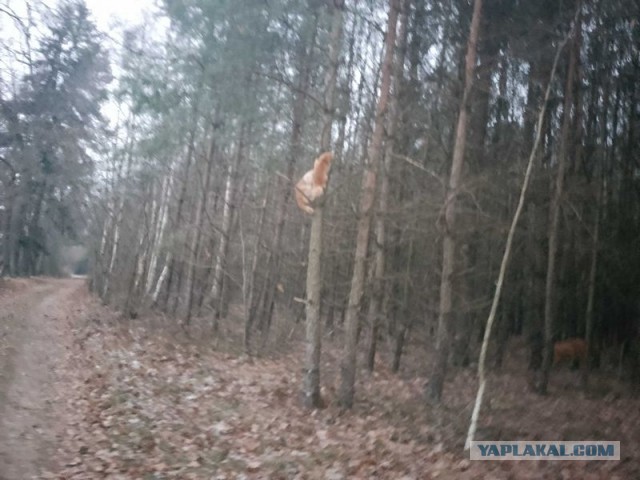 Жизнь домашнего приюта для котеек 472