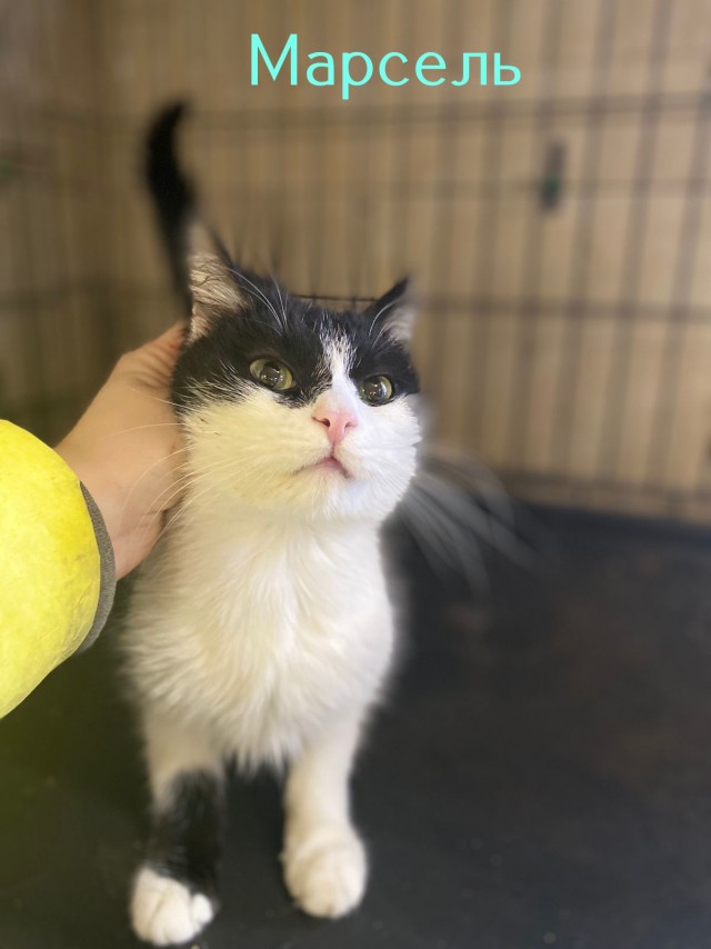 кошачий приют в александрове. кошачий мини приют.