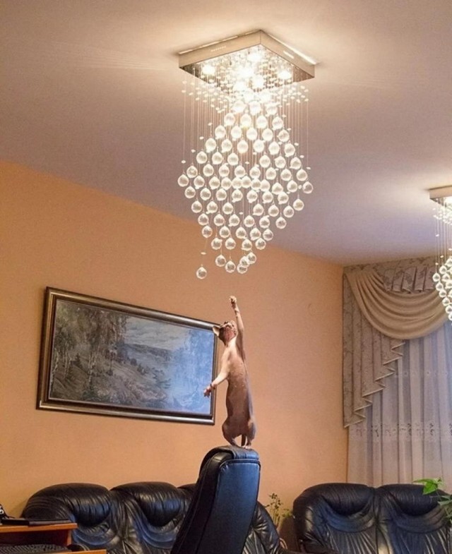 ФотоВинегрет 40 пикч