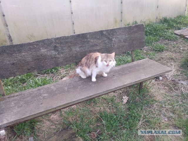 Жизнь домашнего приюта для котеек 490