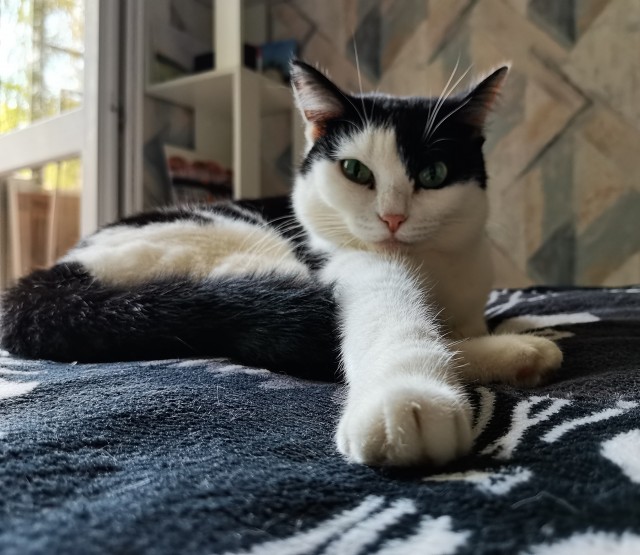 Котовторник