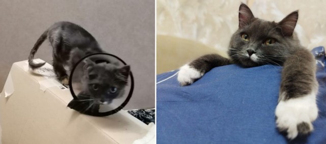 Подборка котов, нашедших свой дом