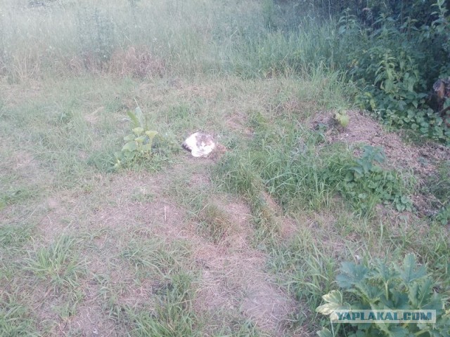 Жизнь домашнего приюта для котеек 502