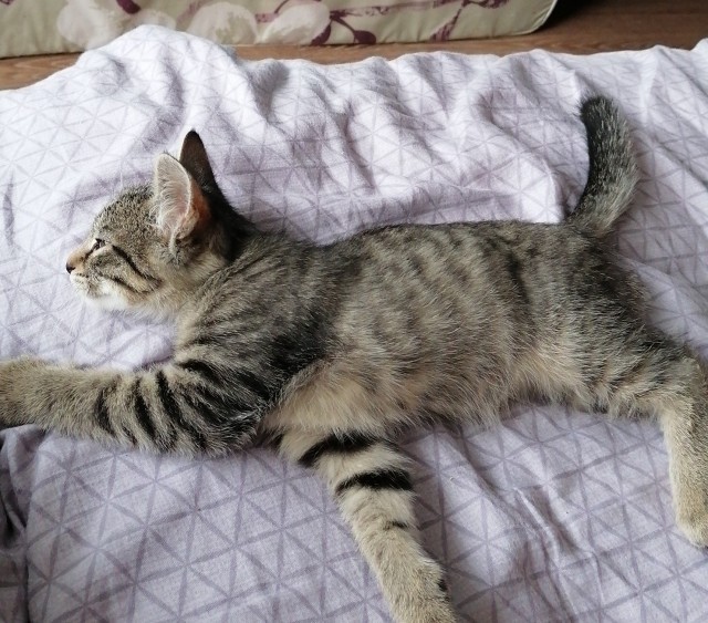 Начинаем котовторник
