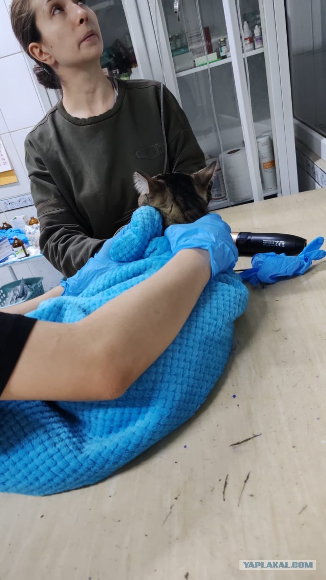 Котовторник!
