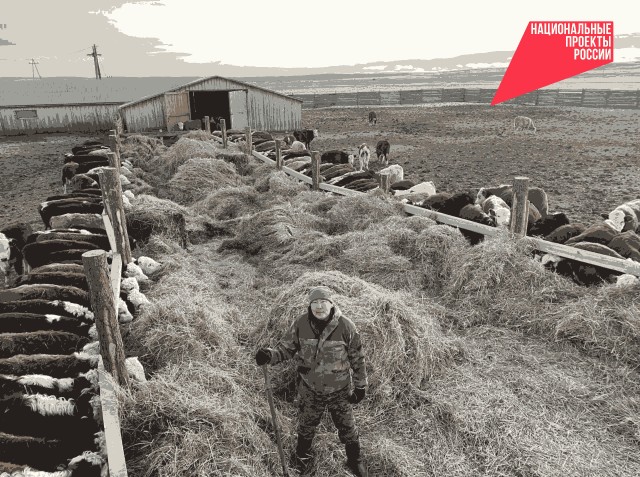 Бурятский фермер создал систему "животноводства для ленивых"
