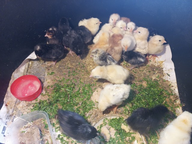 Мелкие желтоклювики