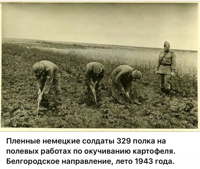 Про картошку