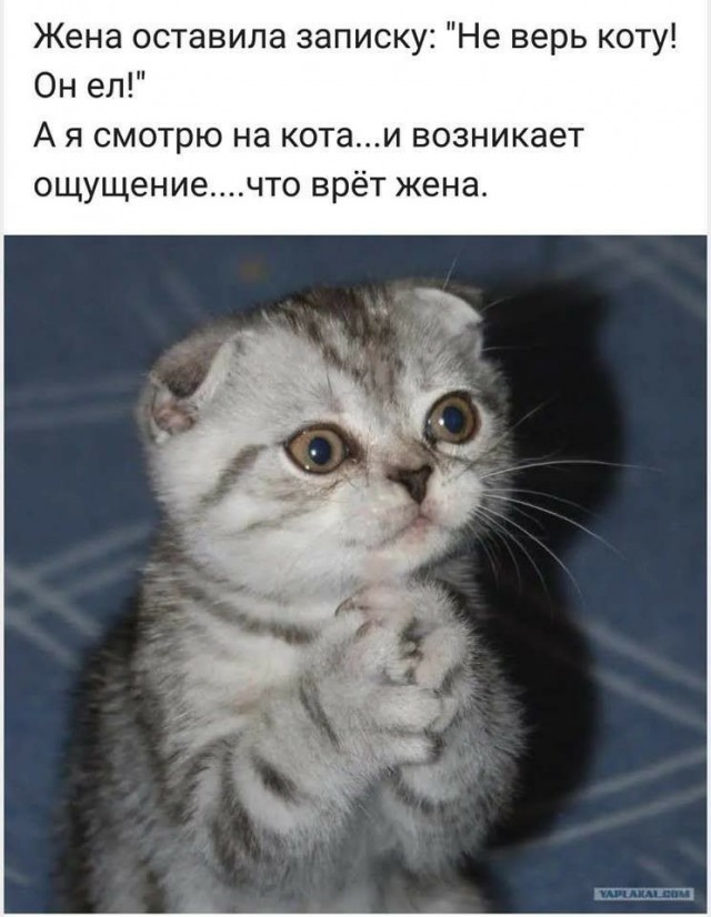 Я не люблю кошек.