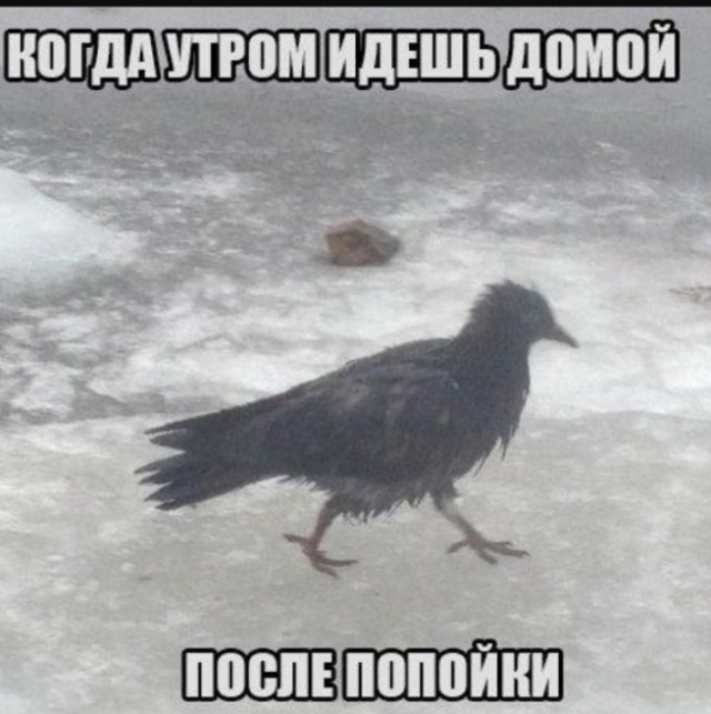 Объявление для ЯПовчан.