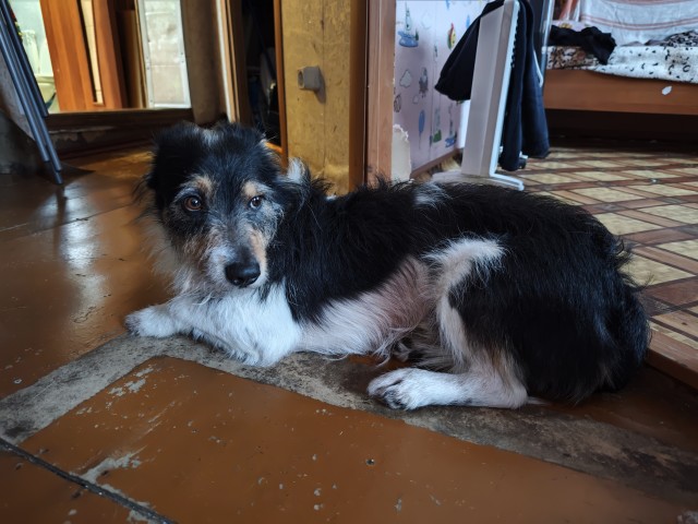 Как Зефир объединил мир. Щенка, спасённого на трассе, завалили подарками