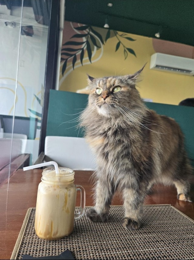 Предупреждение (котовторник)