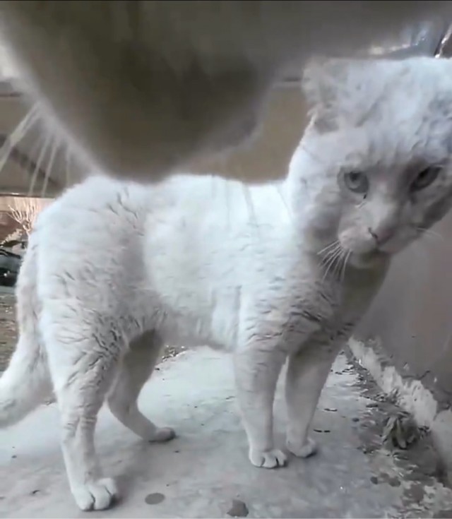 Дворовладелец