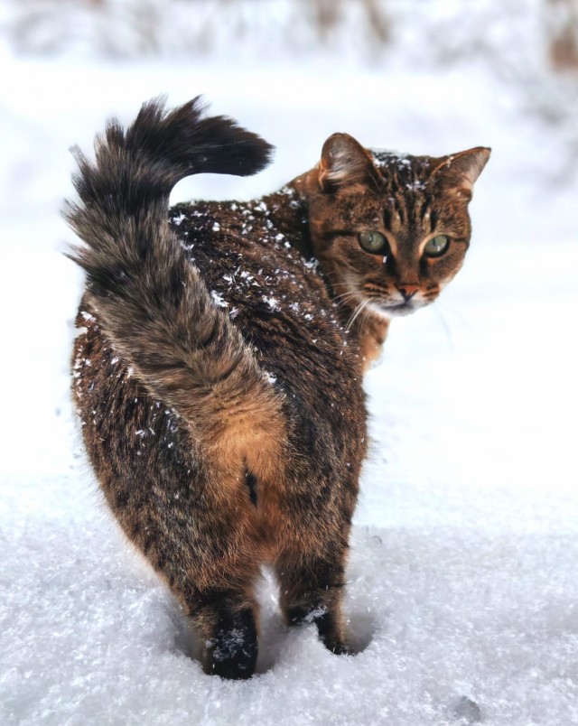 Уличные котики