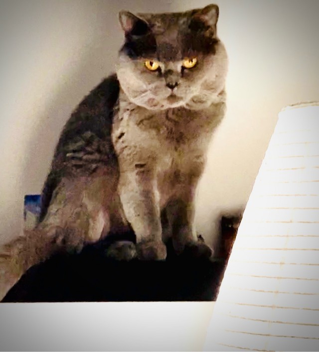 17 лет Коту ( примерно)