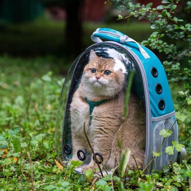Подборка картинок-баянов с котиками и про котиков. Выпуск 40