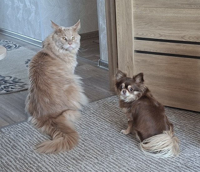 Никки