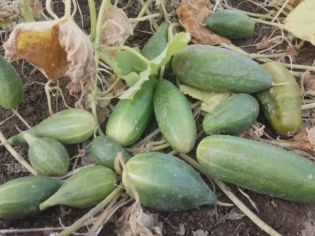 Продам урожай, рассаду, семенной фонд