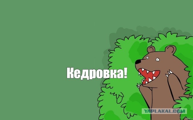 Маленькая птичка стала причиной нашествия медведей в России.