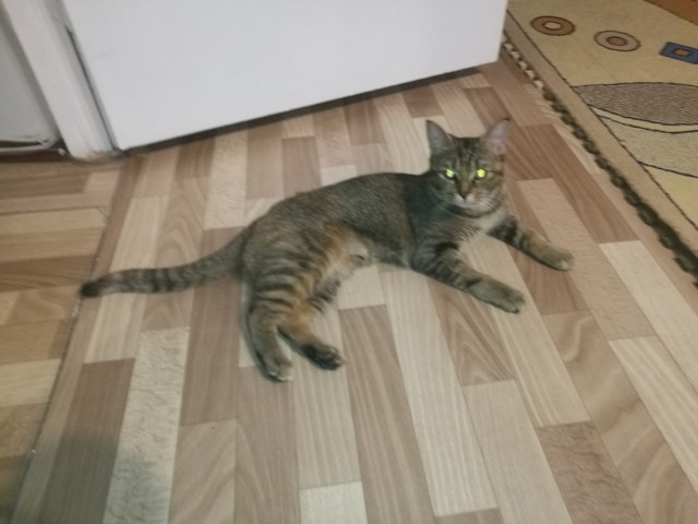 Стал которабом дважды