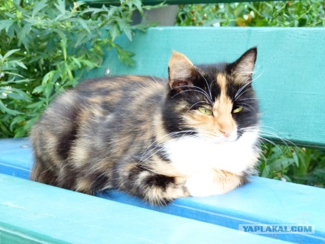 Котовторник   27.08.2013