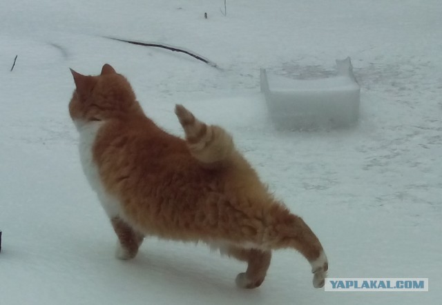 Котовторник  28.01.14