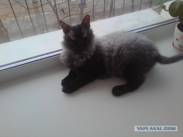 Котовторник 25.02.2014