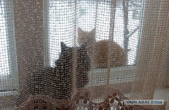 Котовторник 04.03.2014