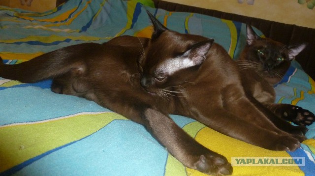 Котовторник 18.03.2014