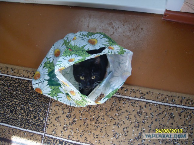 Котовторник  25.03.2014