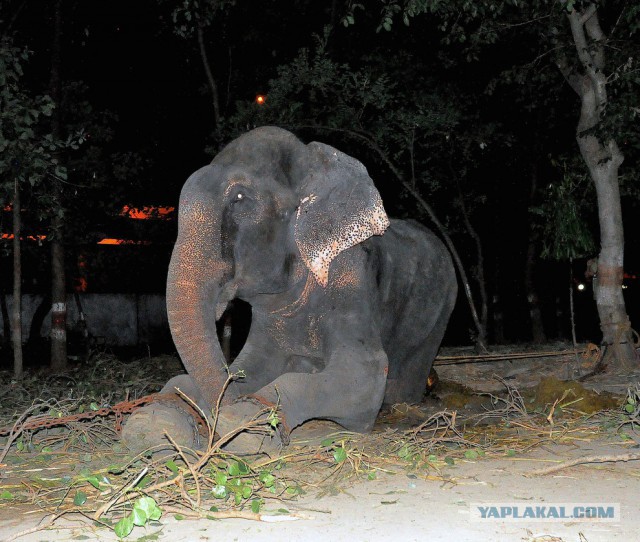 Индия: Слоны не должны быть рабами!