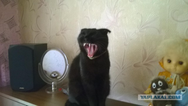 А у тебя есть фото твоей зевающей котейки ?