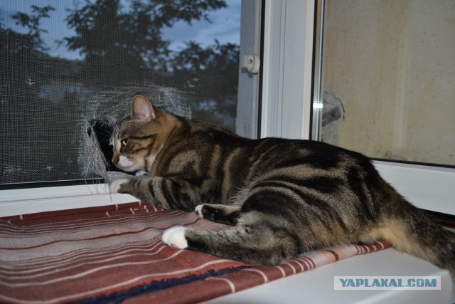 Котовторник 12.08.2014