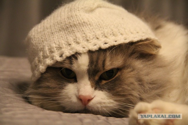 Котовторник 23.09.2014.