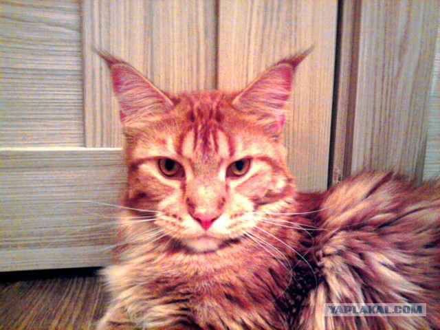 Котовторник 21.10.2014