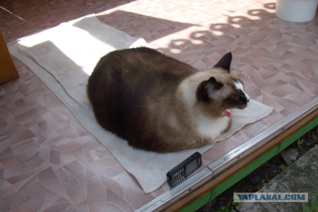 Самые крупные коты