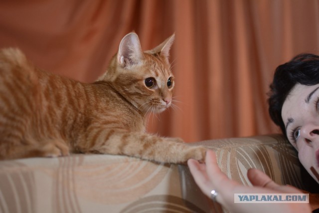 Котовторник