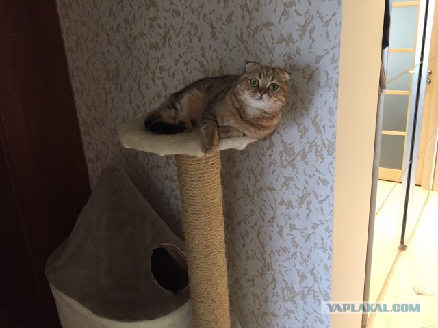 Котовторник 31.03.2015