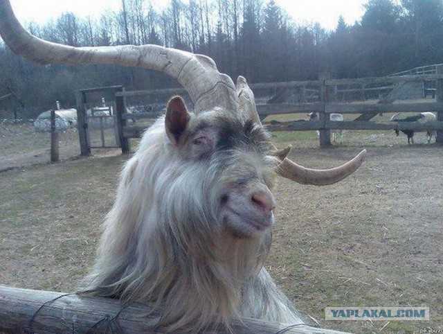 Милость этих фото зашкаливает