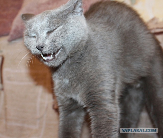 Котовторник 14.07.2015