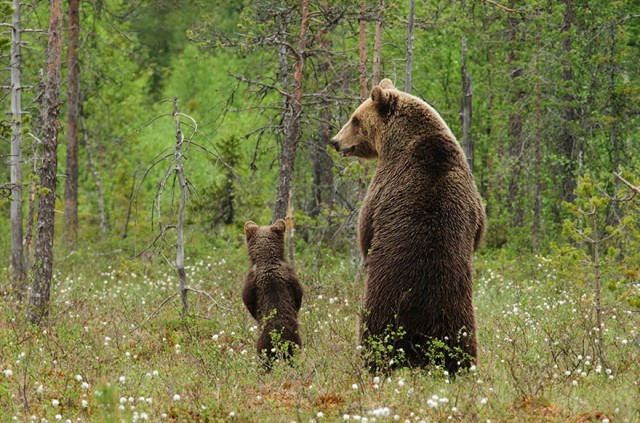 Воспитание у животных