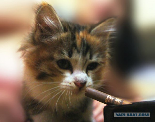 Новогодний котовторник,05.01.16.